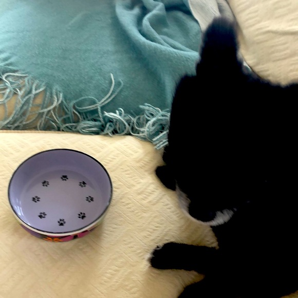 Kate Ward Thacker for Rosenthal - Picture 3 of 11